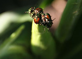 aphid on plant